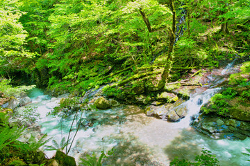 Obraz premium 栃木県那須塩原市 緑の渓谷を流れるスッカン沢