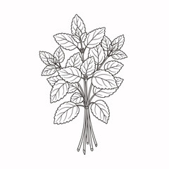 Bunch of Mint Leaves Outline Drawing mint, leaves, herb, plant, green, fresh, aromatic