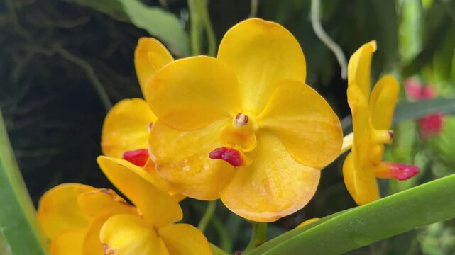 Closeup of Beautiful Vanda Orchid in a Tree (Orchidaceae)