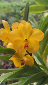 Closeup of Beautiful Vanda Orchid in a Tree (Orchidaceae)