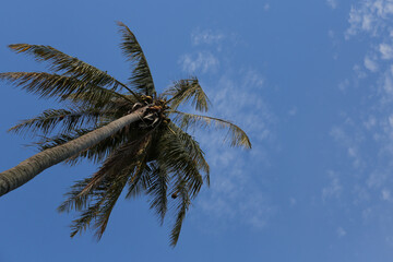 Tall Tropical Coconut Palm Tree Reaching Blue Sky, Low-Angle View of Green Fronds and Coconuts, Summer Vacation Travel Background with Copy Space