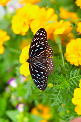 A beautiful butterfly sips sweet nectar from the vibrant garden flowers