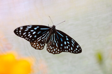 Beautiful butterfly resting on the mesh of the rearing house.