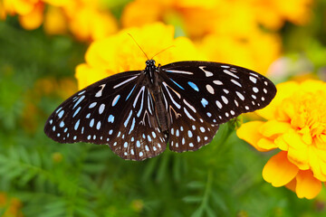 A beautiful butterfly sips sweet nectar from the vibrant garden flowers