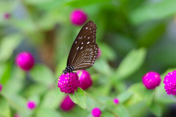 A beautiful butterfly sips sweet nectar from the vibrant garden flowers