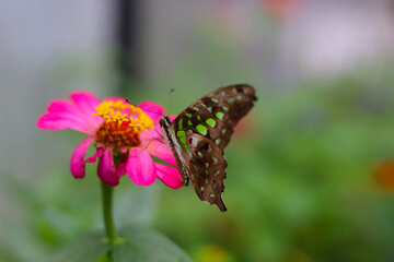 A beautiful butterfly sips sweet nectar from the vibrant garden flowers