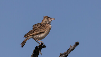 Rufous-naped Lark (Rooineklewerik) (Mirafra Africana) near Namutoni, Etosha National Park, Namibia 