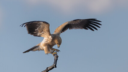 Tawny Eagle (Aquila rapax) (Roofarend) struggling to balance on a twig near Namutoni, Etosha National Park, Namibia 