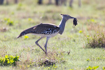The Kori Bustard (Ardeotis kori) (Gompou), the largest flying bird native to Africa. The male Kori Bustard may be the heaviest living animal capable of flight, eating a bird near Namutoni, Etosha Nati