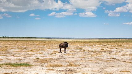 A single Blue wildebeest (Blouwildebees) (Connochaetes taurinus) in a panoramic view of the heat-hazed Etosha Pan near Namutoni, Etosha National Park, Namibia