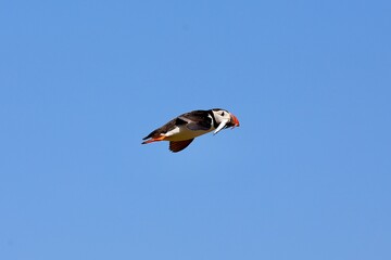 Flying Puffin caught fish