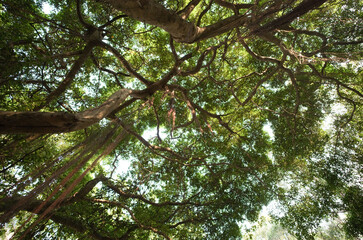 Fototapeta premium tree in the forest
