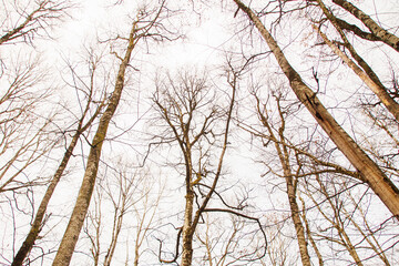 bare long tree branches against blue sky in autumn