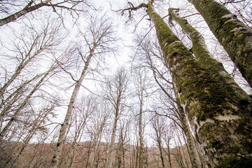 Fototapeta premium tall bare trees and sky in the autumn forest