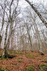 autumn landscape, bare long trees and fallen leaves in the forest
