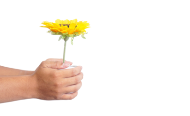 Hand holding a yellow dandelion flower in nature