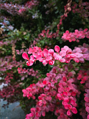 pink flowers in the garden