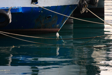 Maritime Acrobat: A Night Heron Balancing on Harbor Mooring Ropes