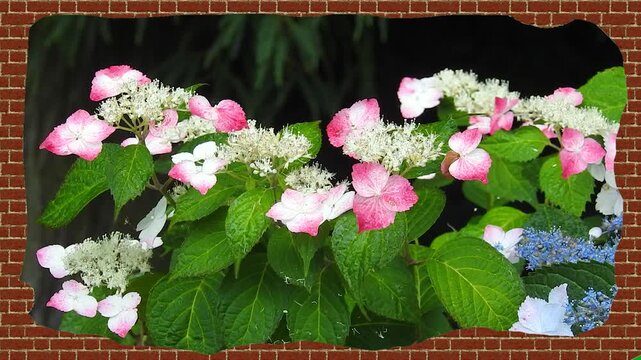 アジサイの花をモチーフにしたグラフィック素材