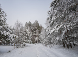 Fototapeta premium winter road in the forest