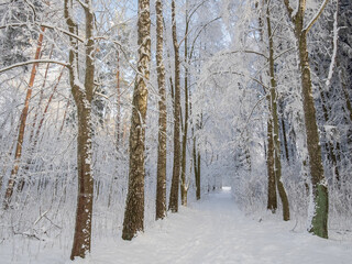 winter forest in the snow