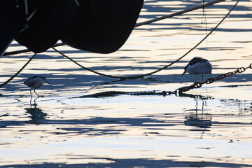 Industrial Harmony: Black-Crowned Night Herons Foraging on Harbor Chains