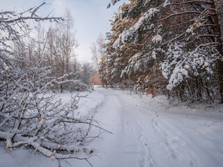 snow covered trees