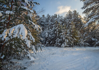 winter forest in the snow