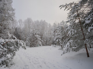 Fototapeta premium snow covered trees in winter forest