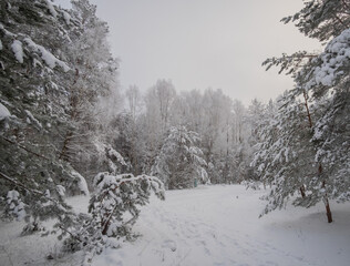 snow covered trees in the forest