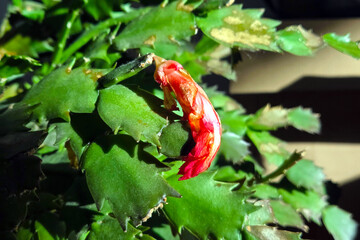 Cactus with Emerging Red Bloom in Sunlight for Nature Decor and Botany Study