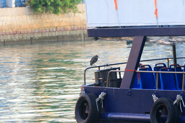 Vigilant Traveler: A Young Night Heron Perched on a Blue Ferry Railing