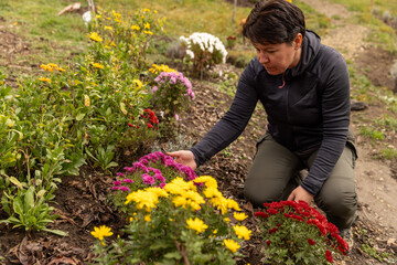 Woman tending colorful chrysanthemums