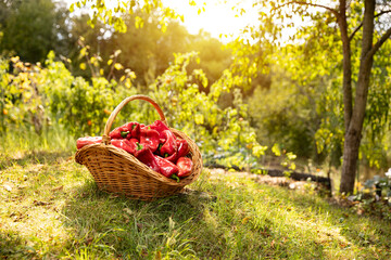 Organic sweet bell peppers