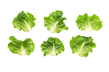Six fresh green lettuce leaves arranged in two rows on a plain background isolated on a transparent background