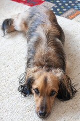 Fototapeta premium Noahの１日