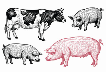 Hand drawn vintage sketch of cow and pigs in rustic farm style, detailed livestock animal illustration in engraved design