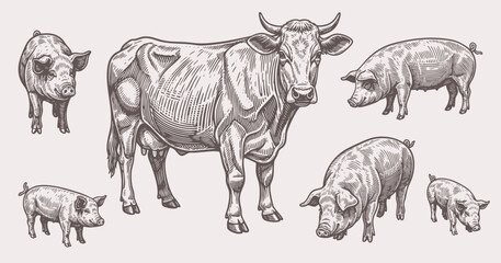 Hand drawn vintage sketch of cow and pigs in rustic farm style, detailed livestock animal illustration in engraved design