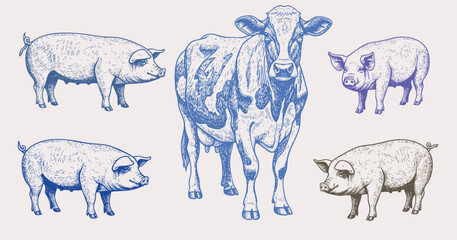 Hand drawn vintage sketch of cow and pigs in rustic farm style, detailed livestock animal illustration in engraved design