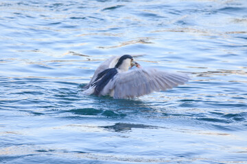 Fototapeta premium Night Heron Catching Fish on Calm Coastal Water