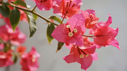 Pink flower blooms on green leaves