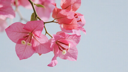 Pink flower blooms on branch