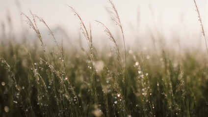 Fototapeta premium Dewdrops on tall grass blades in soft morning light.
