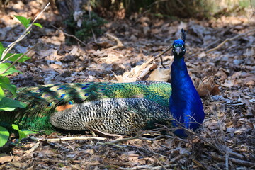 Fototapeta premium portrait of a peacock