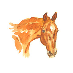Chestnut horse portrait, watercolour illustration