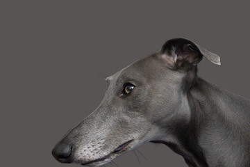 bluish gray whippet greyhound