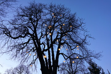 Der Adventsbaum am Abend