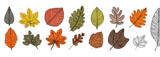 Obraz premium Hand-drawn vector diverse autumn leaves, showcasing various shapes, colors, and textures, perfect for seasonal designs
