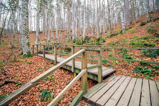 wooden bridge in autumn forest, yedigoller bolu