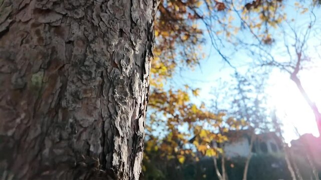 Edit this footage into a 4K cinematic autumn video with warm fall tones, enhanced tree bark textures, natural lighting, subtle color grading, smooth transitions. Keep the atmosphere visually immersive
